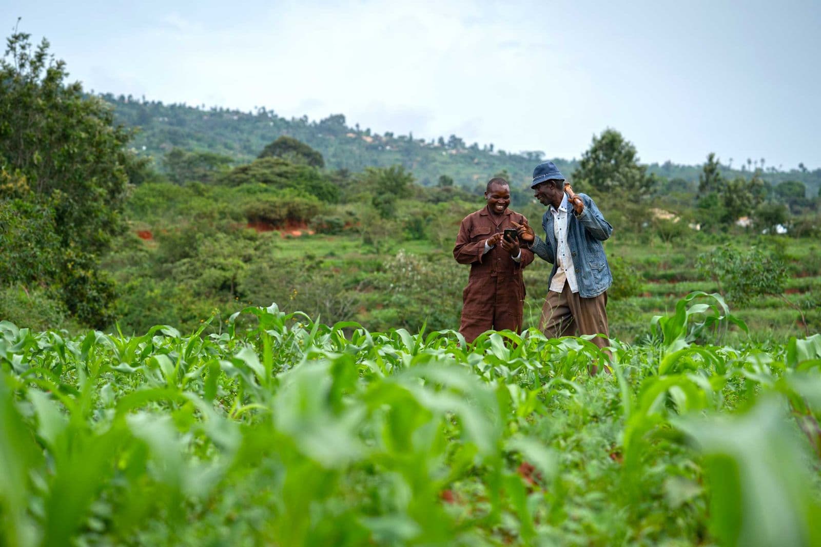 Two farmers in a young maize field look at a phone together